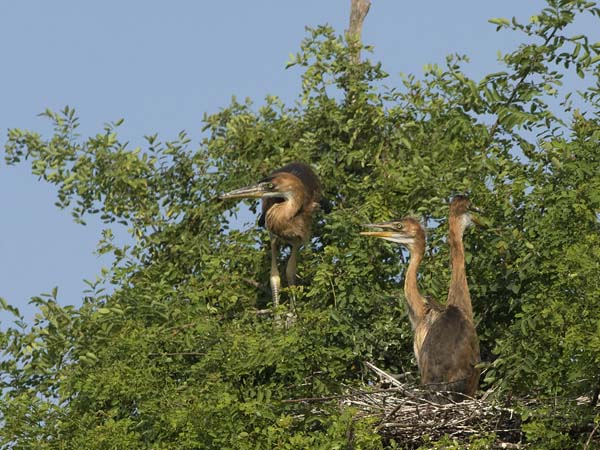 Ruskohaikara, Purple Heron, Ardea purpurea